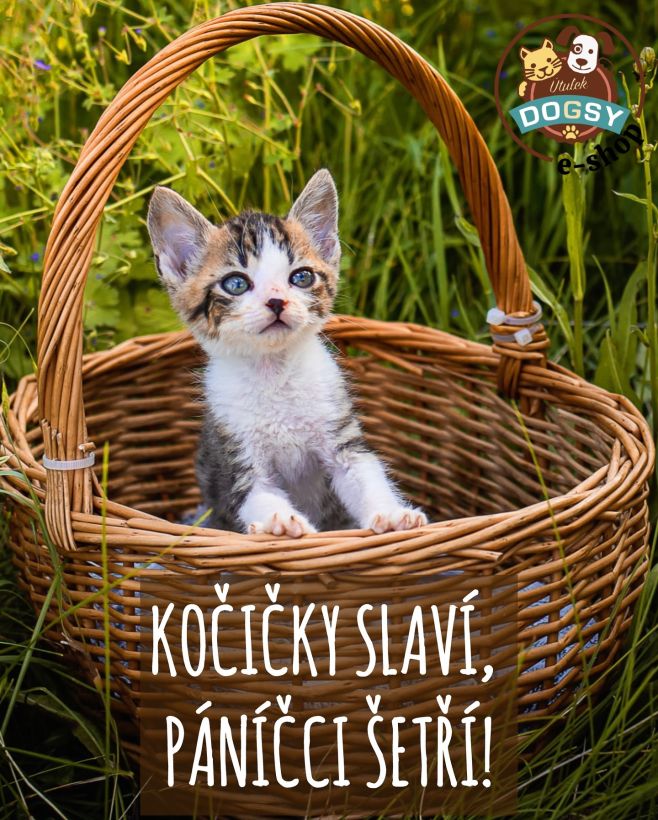 Máte kočku? 🐈 Ukažte nám ji a my vás odměníme! 🎉 Dnes totiž slavíme Mezinárodní den koček! 😻 Všem kočičkám a kocourkům...